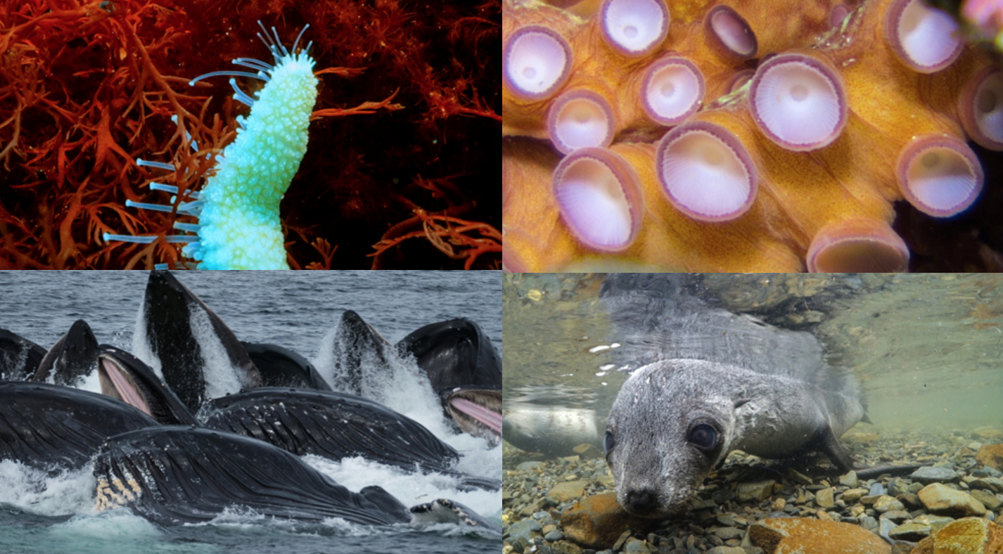 underwater: sea star, tentacle, humpacks and seal