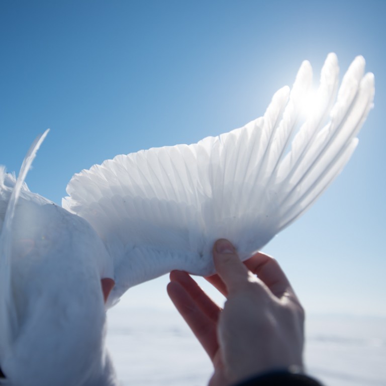 The sun shines through the wing of a ptarmigan.