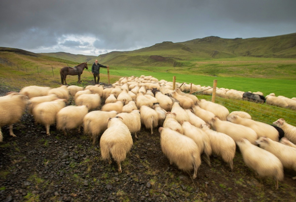 A herd of sheep is driven into a pasture.