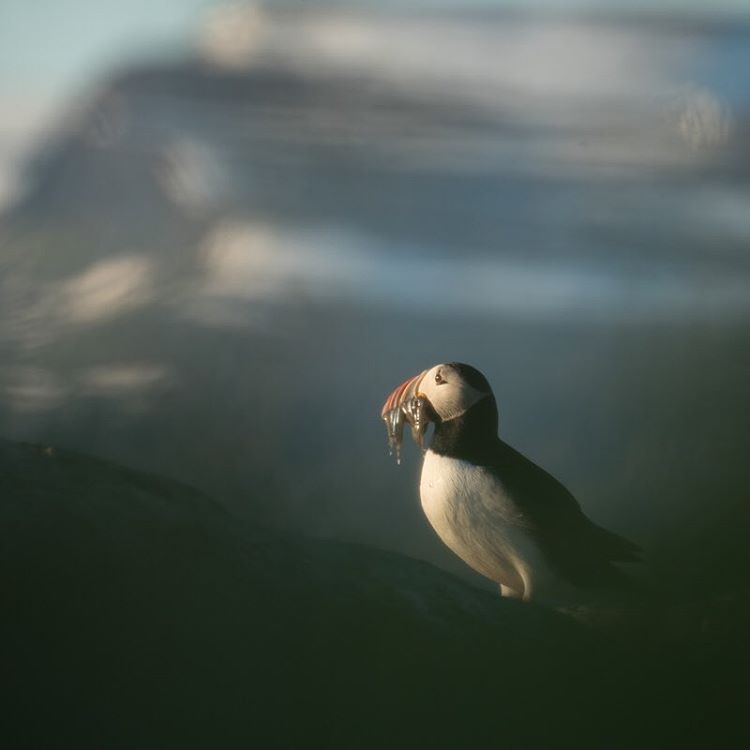 A puffin holding fish in its beak.