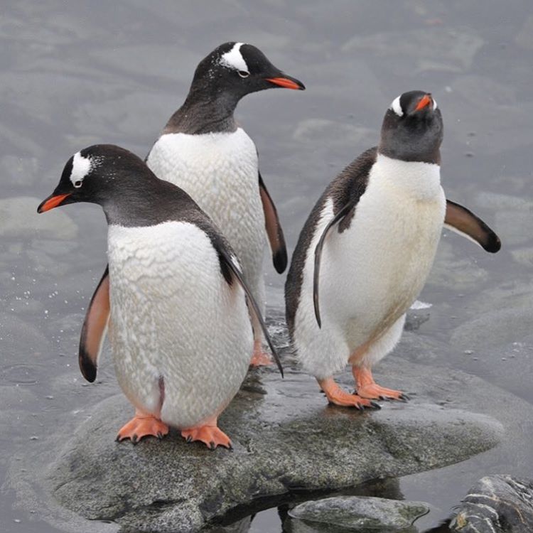 Gentoo penguins.