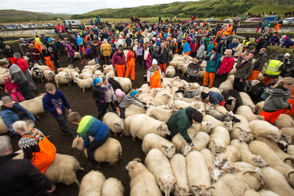 Icelanders sort their sheep at the Skaftholtsrettir, the annual sheep round up in the Gnupverjahreppur region.