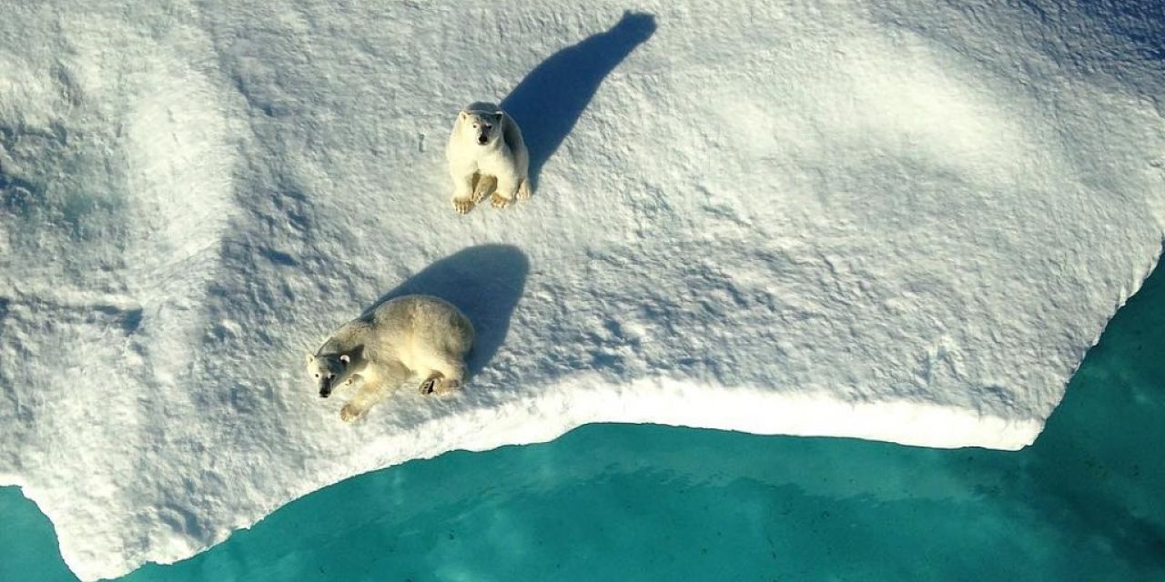 Two polar bears look up at the ship from an ice floe.