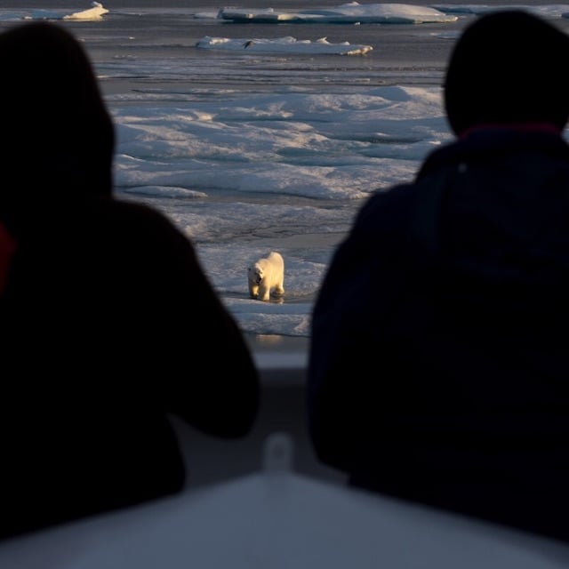 Early morning polar bear in Nunavut.