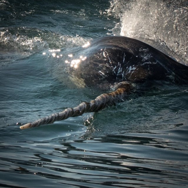 Narwhals are real life unicorns.