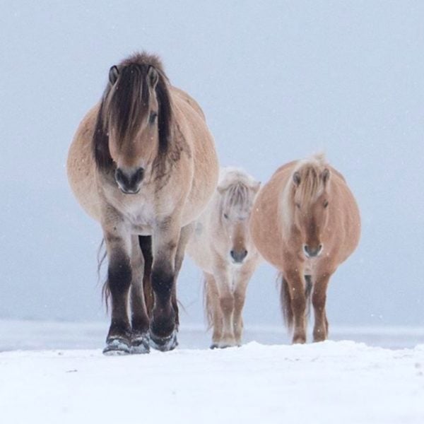 Wild horses in Russia.