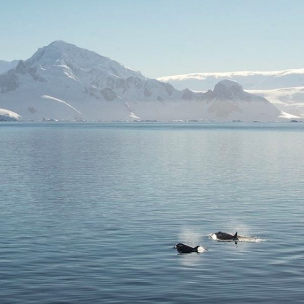 Pair of killer whales traveling together in Antartica.