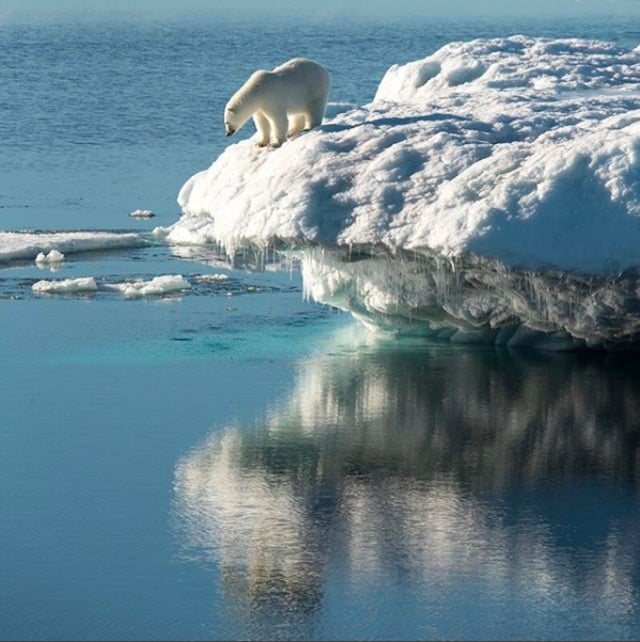 A polar bear in Nunavut.