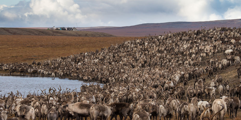 The herd from Maya’s reindeer brigade move towards camp.